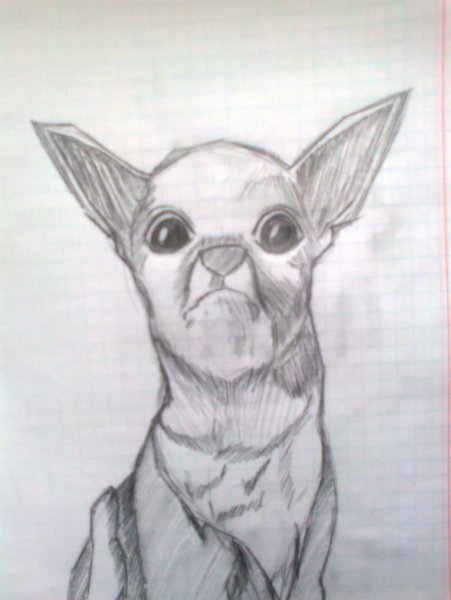 Поэтапное рисование чихуахуа