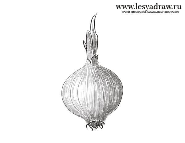 Луковица карандашом