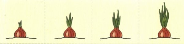 Схема роста лука