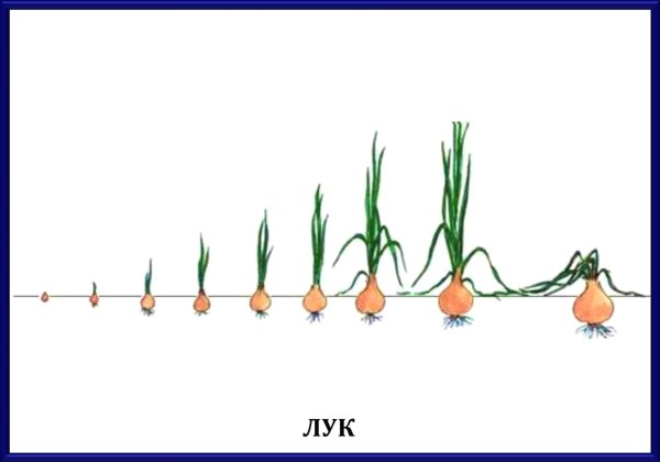 Стадии развития лука репчатого