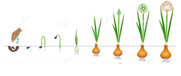 Этапы роста лука для детей