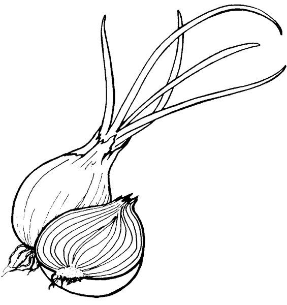 Раскраска. Овощи.