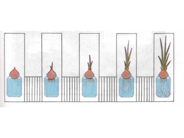 Схема прорастания лука в детском саду