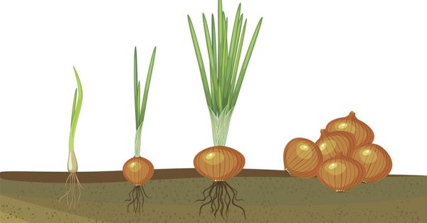 Этапы роста лука