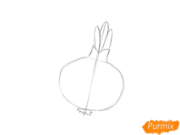 Как нарисовать луковицу карандашом поэтапно для начинающих