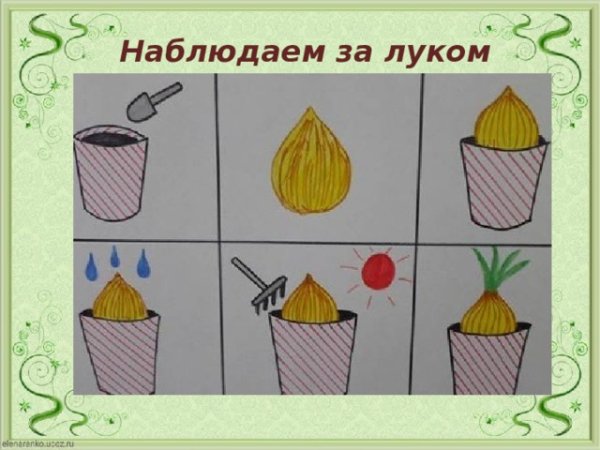 Алгоритм посадки лука