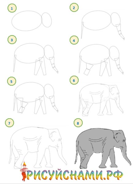 Поэтапное рисование слона