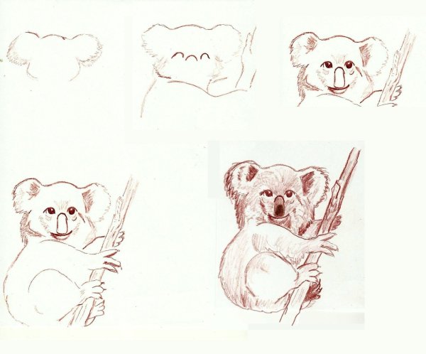 Коала рисунок карандашом лёгкий