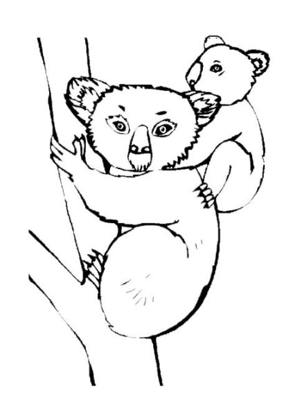 Коала поэтапное рисование