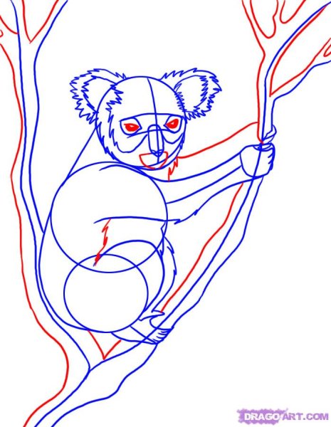 Коала рисунок для срисовки
