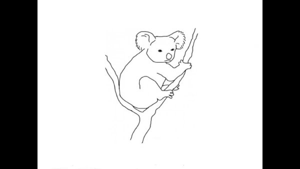 Пошаговый рисунок коалы