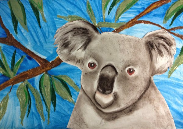 Поэтапное рисование коалы для детей