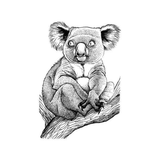 Коала рисунок для детей поэтапно