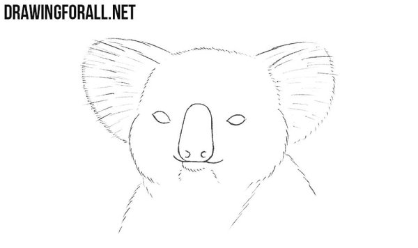 Нарисовать коалу карандашом