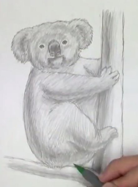 Коала контур