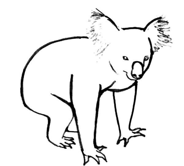 Раскраски животных коала