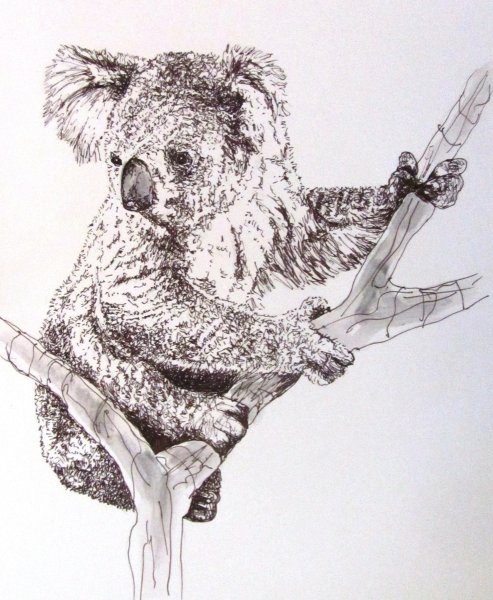 Коала карандашом