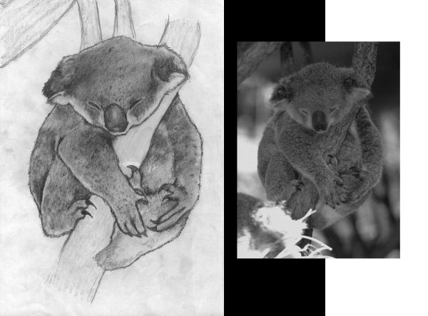 Коала на дереве рисунок
