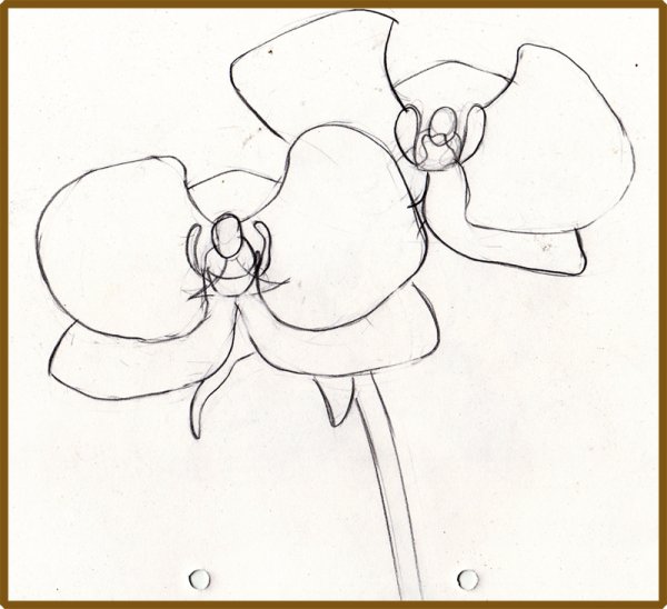 Схемы рисования орхидей