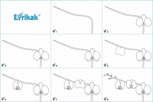 Схемы рисования орхидей