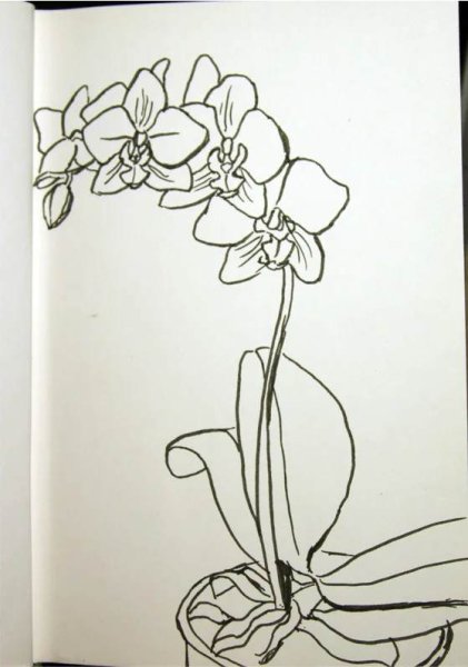 Орхидея рисунок карандашом