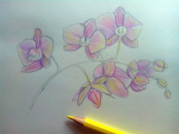 Орхидея цветными карандашами