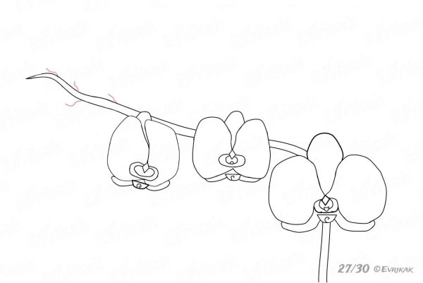 Орхидея поэтапное рисование