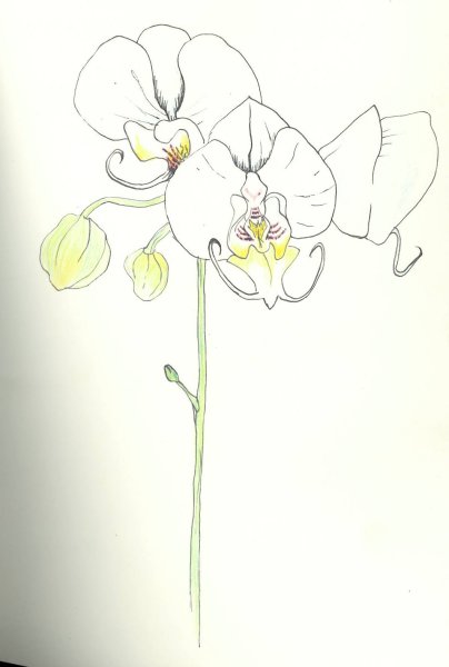 Скетчинг Орхидея