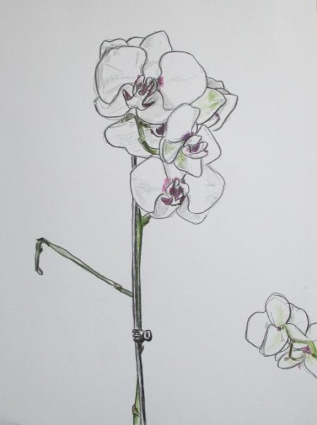 Рисунки карандашом орхидеи легкие