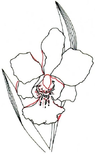 Каталея карандашом