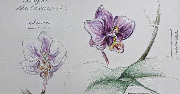 Полосатая Орхидея рисунок