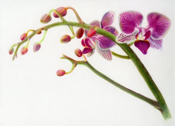 Стилизация цветов орхидеи