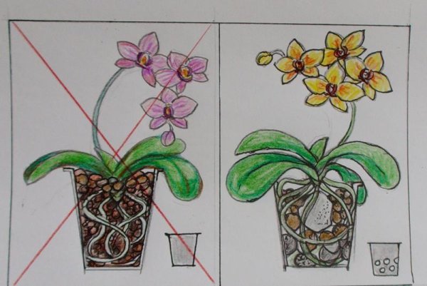 Орхидея фломастером
