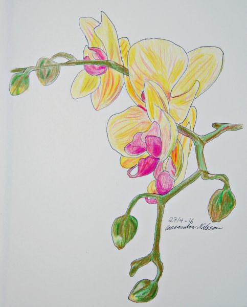 Рисунок орхидеи карандашом в виде сердца