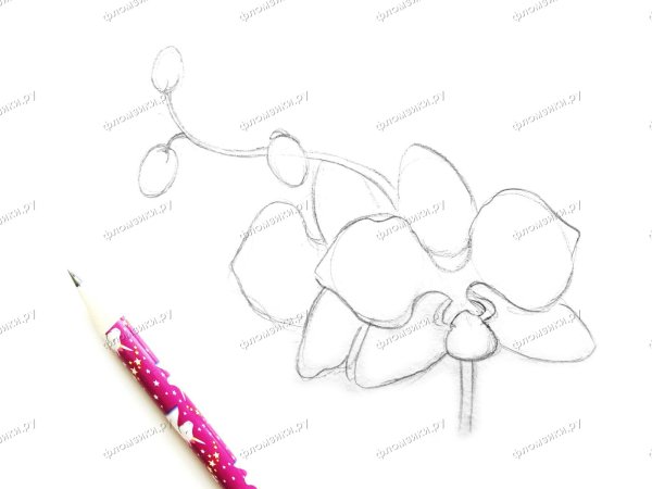 Рисуем орхидею с детьми пошагово