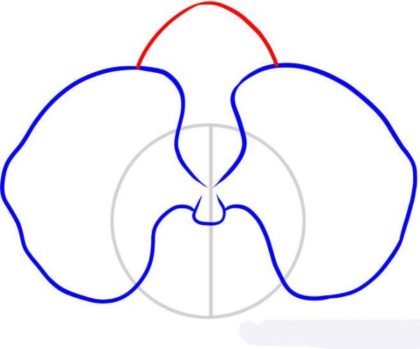 Рисование орхидеи поэтапно