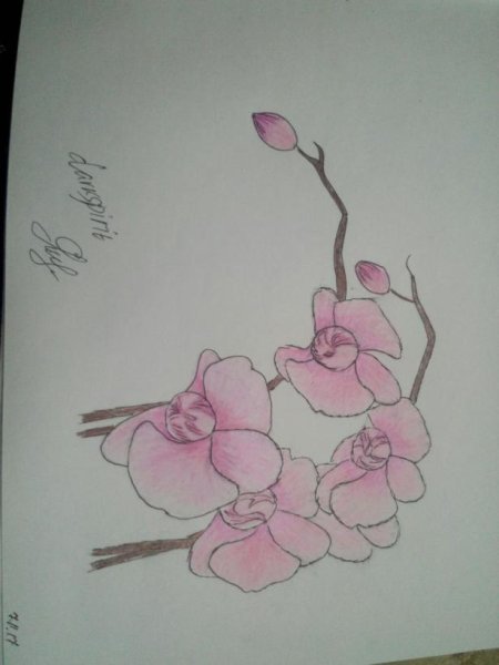 Орхидея раскраска