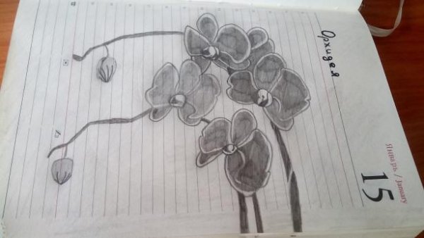 Архидея поэтапное рисование