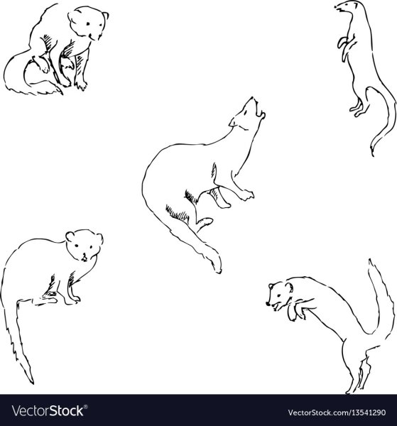 Мангуст рисунок карандашом