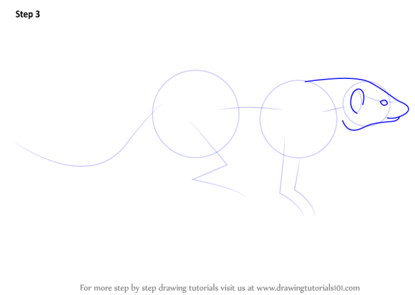 Поэтапное рисование мангуста