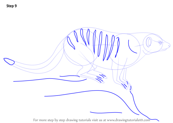Рисунок мангуста поэтапный рисунок