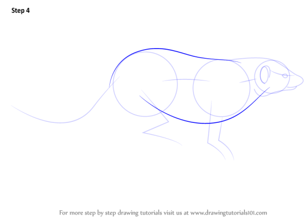 Поэтапное рисование мангуста