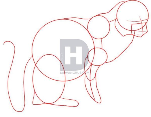 Мангуст нарисовать карандашом поэтапно