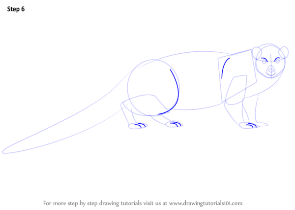 Поэтапное рисование мангуста