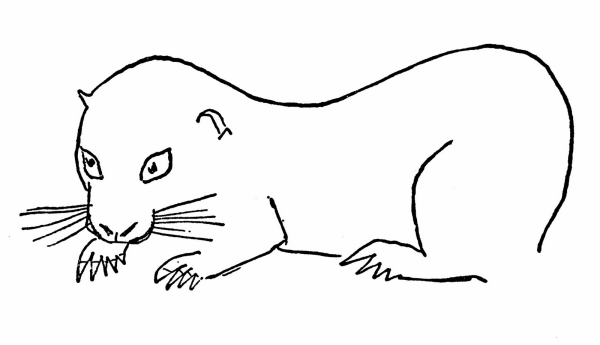 Раскраски для девочек амангаст