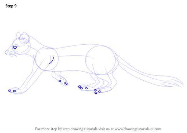 Мангуст рисунок поэтапно