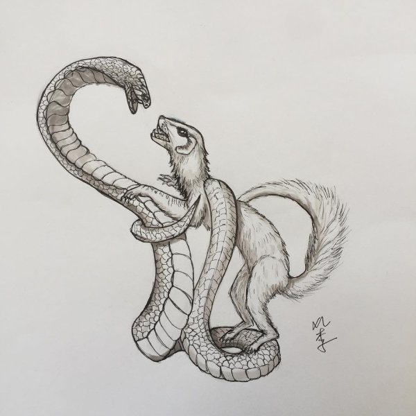 Рикки Тикки Мангуст тату