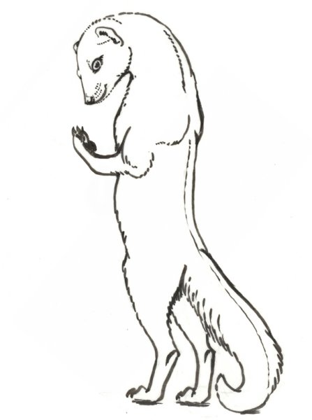 Мангуст Рикки Тикки Тави раскраска