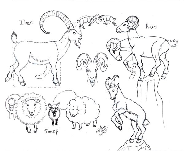 Рисование. «Козлики и бараны»