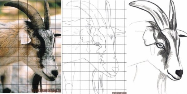 Рисование поэтапное головы козы